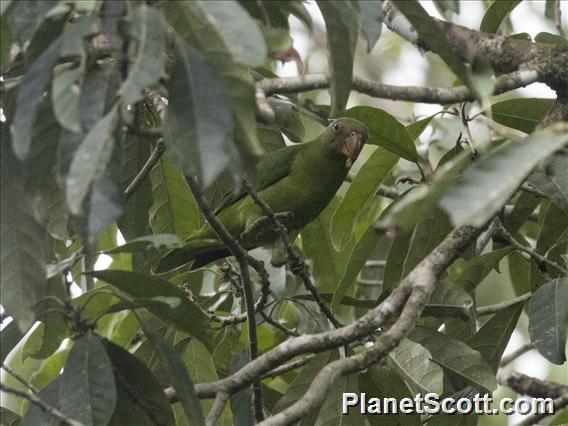 Red-cheeked Parrot (Geoffroyus geoffroyi)