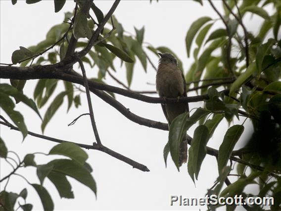 Sunda Brush Cuckoo (Cacomantis sepulcralis)