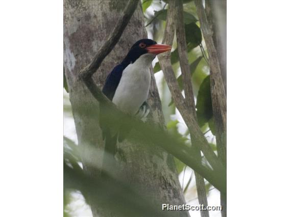 White-rumped Kingfisher (Caridonax fulgidus)