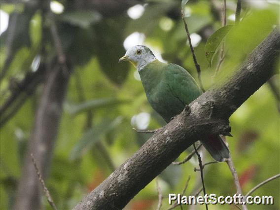 Black-naped Fruit-Dove (Ptilinopus melanospilus) - Male