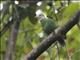 Black-naped Fruit-Dove (Ptilinopus melanospilus) - Male