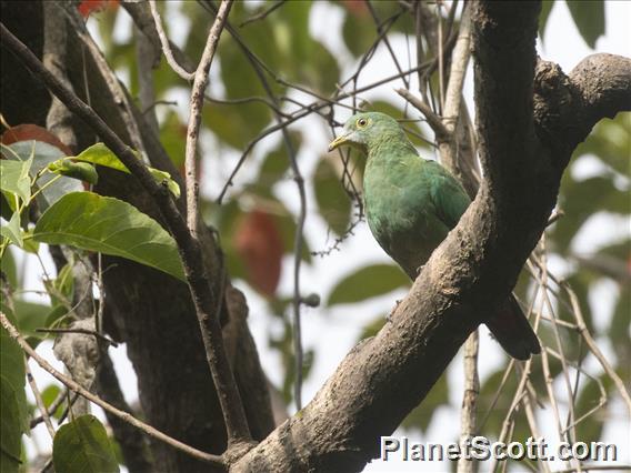 Black-naped Fruit-Dove (Ptilinopus melanospilus) - Female