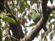 Black-naped Fruit-Dove (Ptilinopus melanospilus) - Female