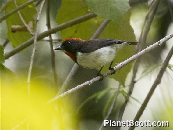 Black-fronted Flowerpecker (Dicaeum igniferum)