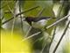 Black-fronted Flowerpecker (Dicaeum igniferum)