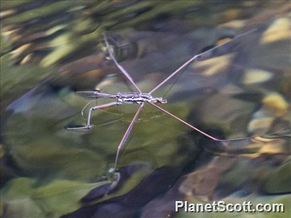 Water Strider (Ptilomera sp)