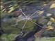 Water Strider (Ptilomera sp)