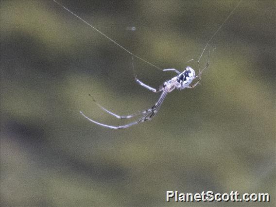 Long-jawed Orbweaver (Orsinome vethi)