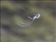 Long-jawed Orbweaver (Orsinome vethi)