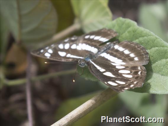 Common Sailer (Neptis hylas)