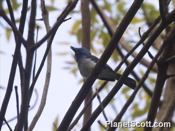 Black-naped Monarch (Hypothymis azurea)