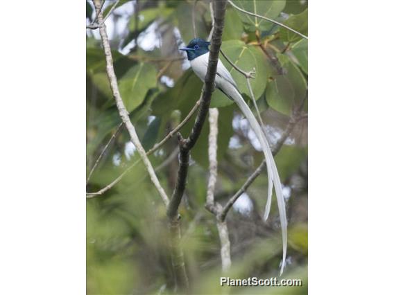 Tenggara Paradise-Flycatcher (Terpsiphone floris)