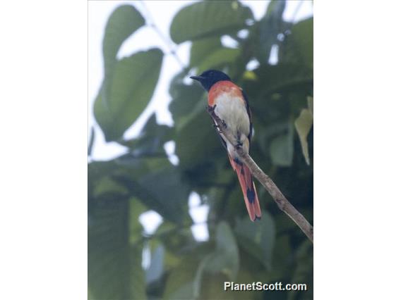 Flores Minivet (Pericrocotus lansbergei)