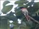 Flores Minivet (Pericrocotus lansbergei)