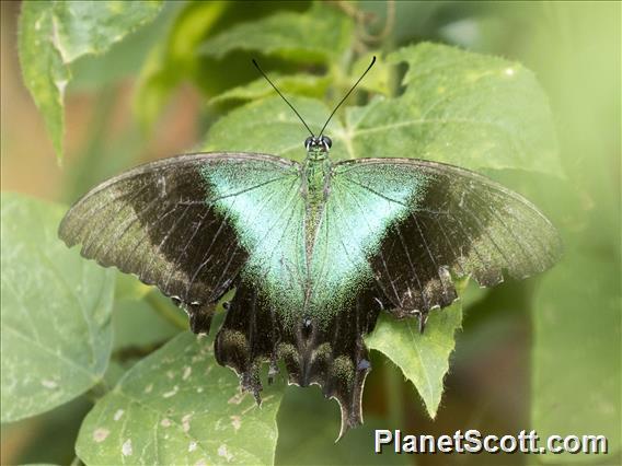 Swift Peacock Swallowtail (Papilio peranthus)