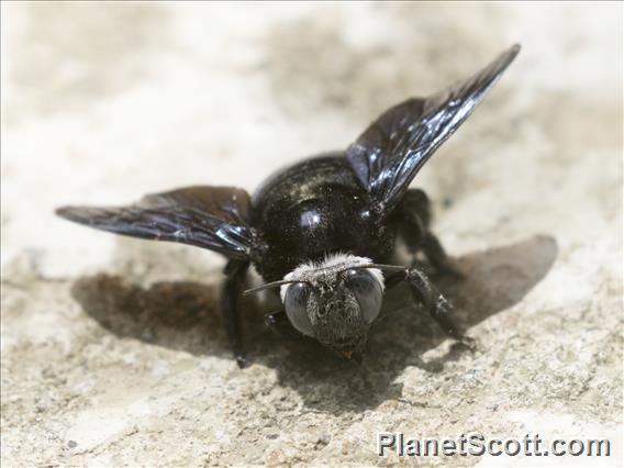 Broad-handed Carpenter Bee ( Xylocopa latipes)