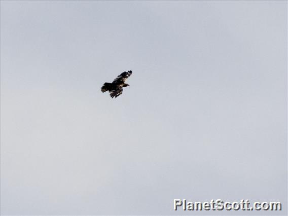 Bonelli's Eagle (Aquila fasciata)