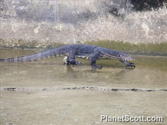 Water Monitor Lizard (Varanus salvator)