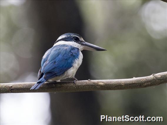 Collared Kingfisher (Todiramphus chloris)