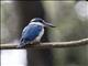 Collared Kingfisher (Todiramphus chloris)