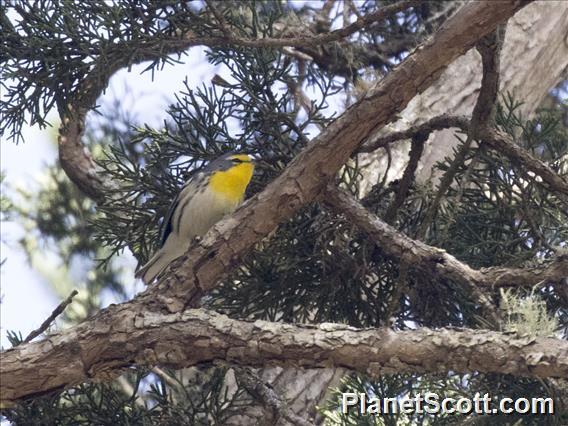 Grace's Warbler (Setophaga graciae)