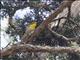 Graces Warbler (Setophaga graciae)