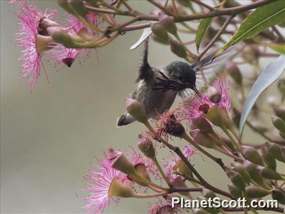 Calliope Hummingbird (Selasphorus calliope)