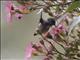 Calliope Hummingbird (Selasphorus calliope)