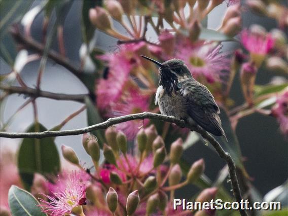 Calliope Hummingbird (Selasphorus calliope)