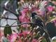 Calliope Hummingbird (Selasphorus calliope)