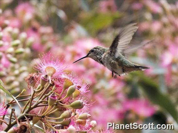 Rufous Hummingbird (Selasphorus rufus)