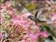 Rufous Hummingbird (Selasphorus rufus)