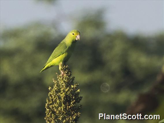 Turquoise-winged Parrotlet (Forpus spengeli)