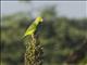 Turquoise-winged Parrotlet (Forpus spengeli)