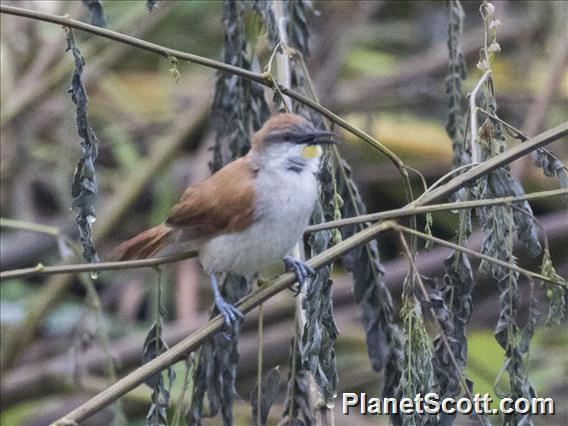  Yellow-chinned Spinetail (Certhiaxis cinnamomeus)