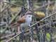  Yellow-chinned Spinetail (Certhiaxis cinnamomeus)