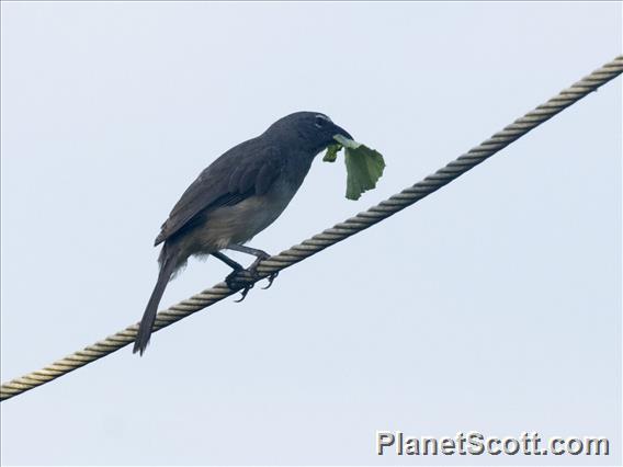 Olive-gray Saltator (Saltator olivascens)