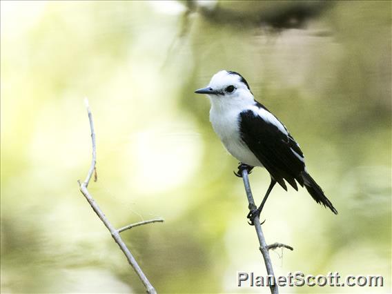 Pied Water-Tyrant (Fluvicola pica)