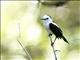 Pied Water-Tyrant (Fluvicola pica)