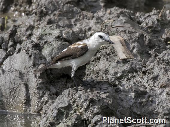 Pied Water-Tyrant (Fluvicola pica) - Female