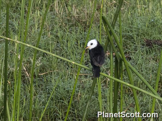 White-headed Marsh-Tyrant (Arundinicola leucocephala)