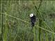 White-headed Marsh-Tyrant (Arundinicola leucocephala)