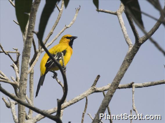 Yellow Oriole (Icterus nigrogularis)