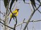 Yellow Oriole (Icterus nigrogularis)