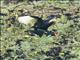 Wattled Jacana (Jacana jacana)