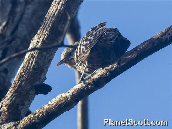 Stripe-backed Wren (Campylorhynchus nuchalis)