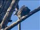 Stripe-backed Wren (Campylorhynchus nuchalis)