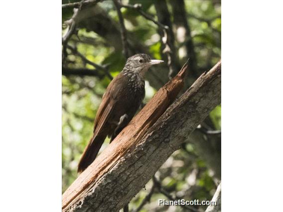 Straight-billed Woodcreeper (Dendroplex picus)