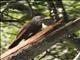 Straight-billed Woodcreeper (Dendroplex picus)