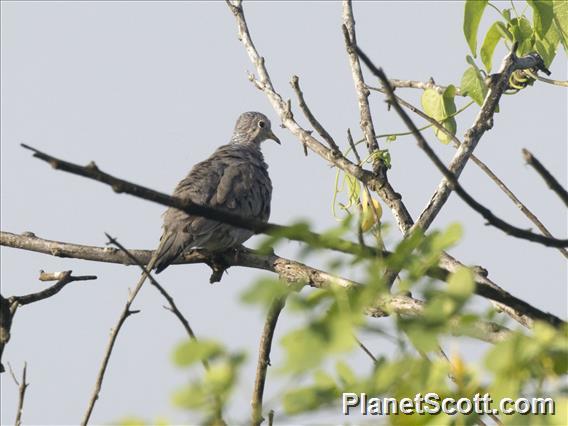 Scaled Dove (Columbina squammata)